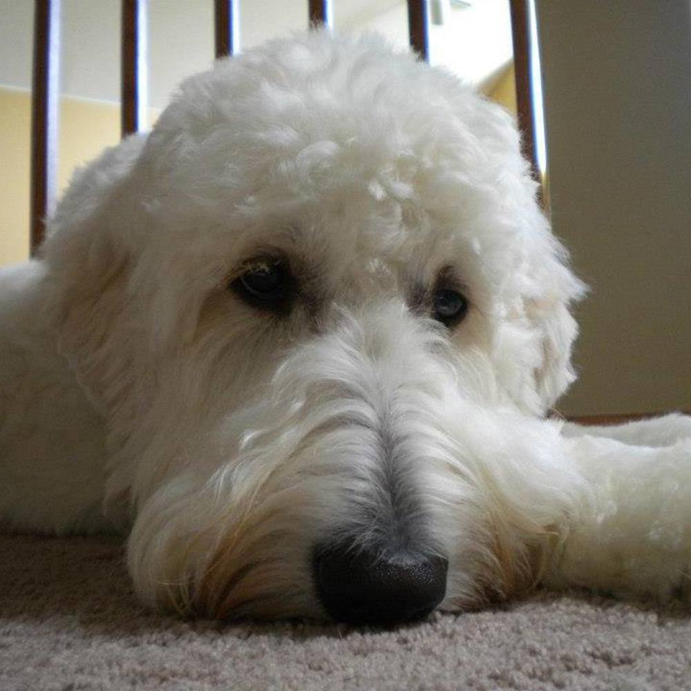 Meet your Posher, Diane